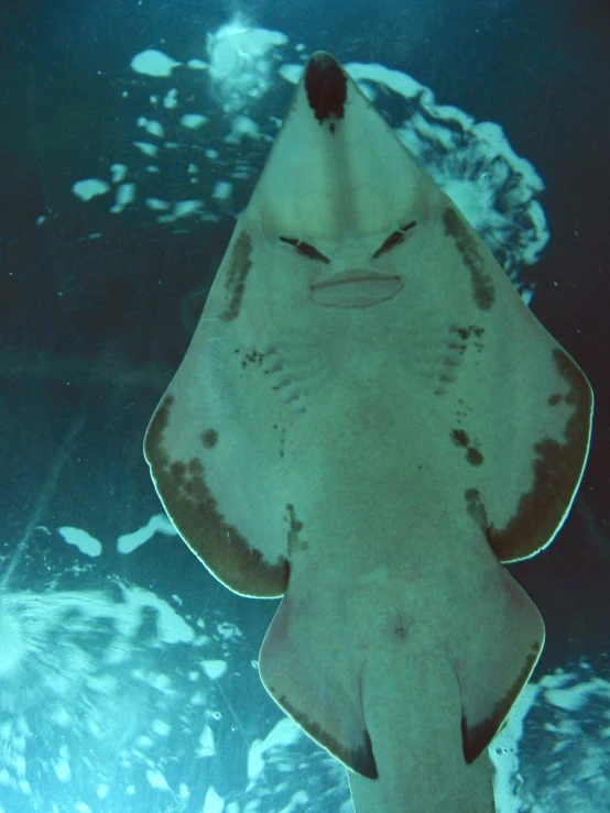 a sting ray swimming under water near a sandy shore