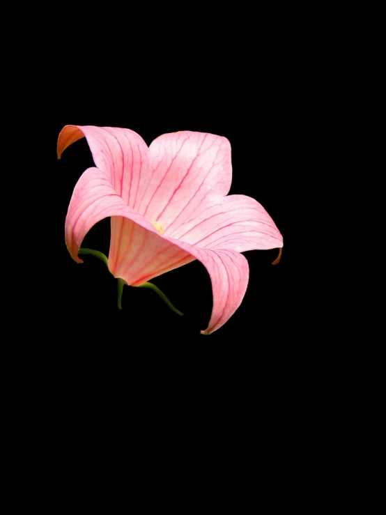 this is an image of a flower against black background