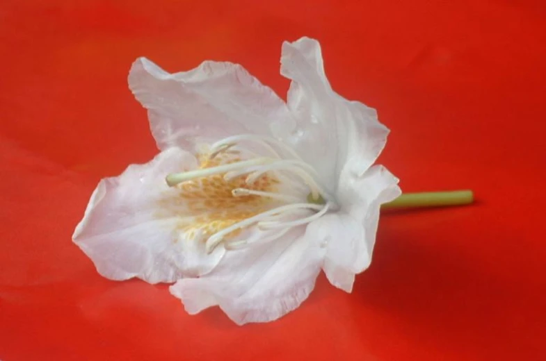 white flower with yellow stamen and stem lying on red background