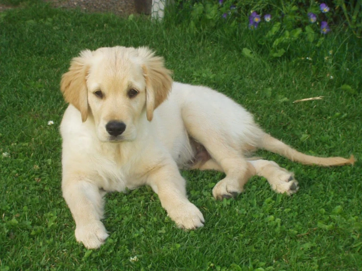 a young white puppy lying in the grass