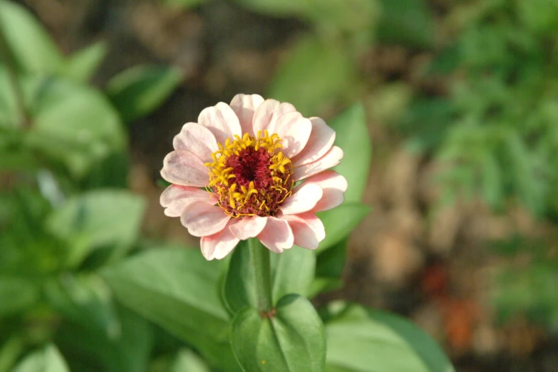 a single pink flower with yellow center and green leaves