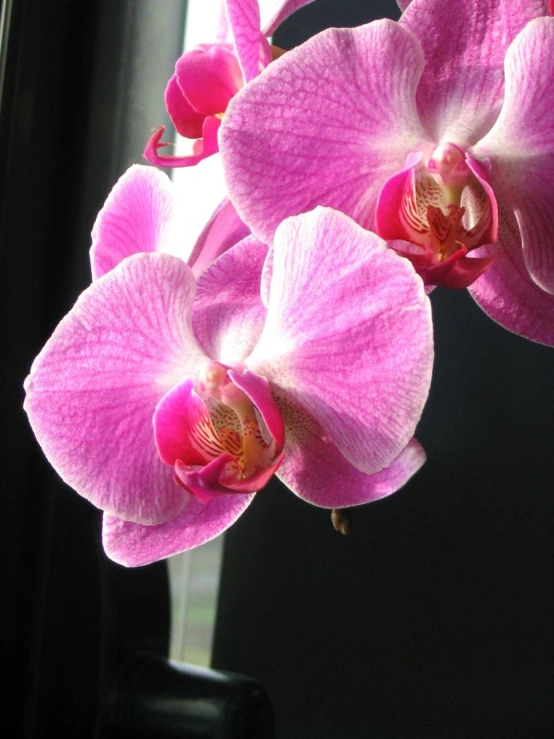 three orchids in front of a window in the daytime