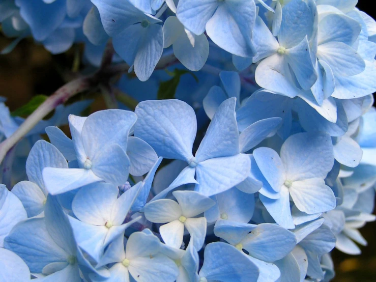 a blue and white flower is shown in closeup