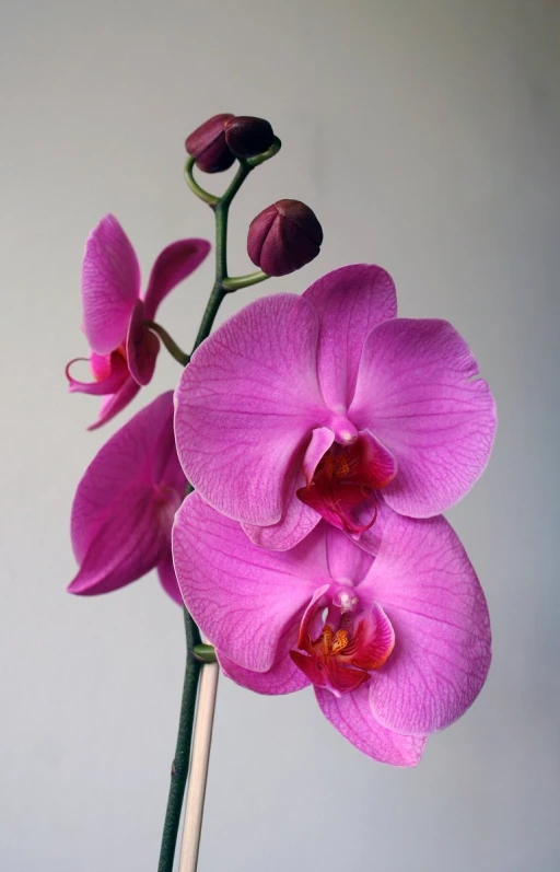 two pink flowers sitting in a white vase