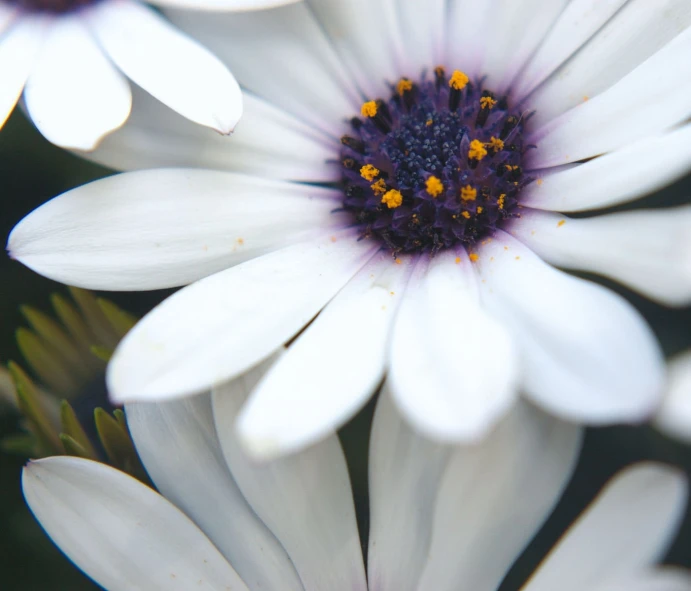 closeup po of a white daisy that looks like soing out of the middle