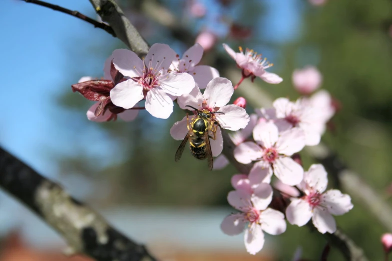 a bee sitting on top of a pink flower