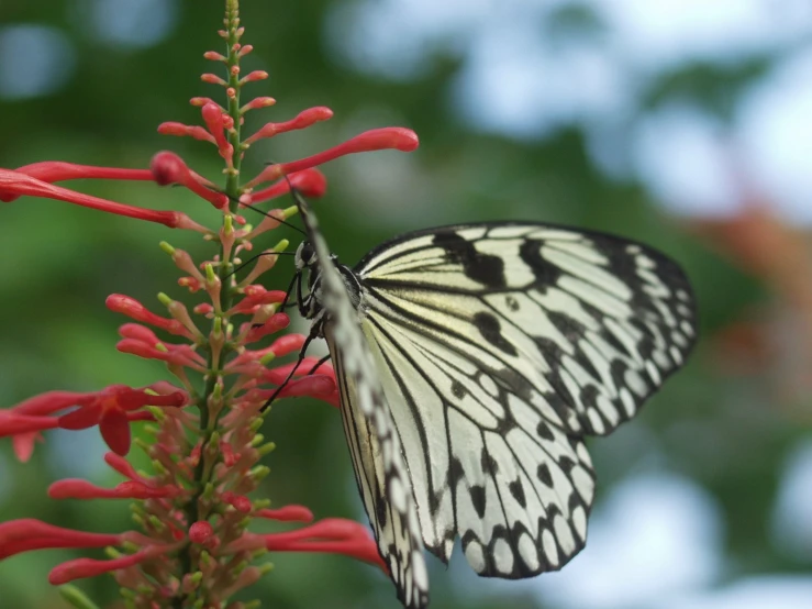 a large white erfly sitting on top of a flower