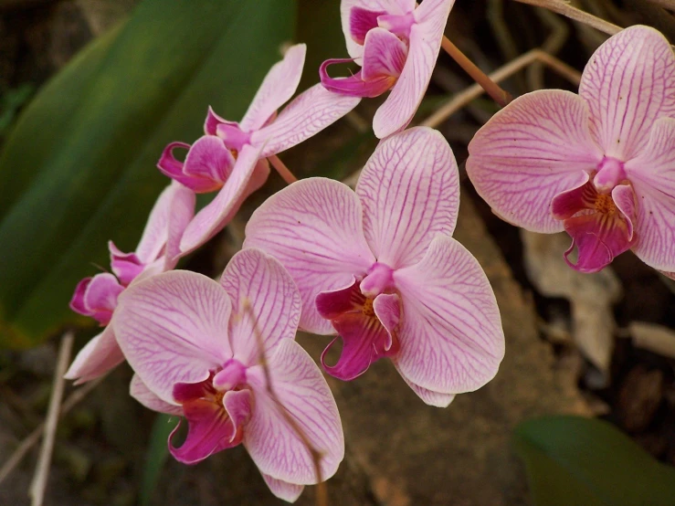 some pretty flowers with long thin leaves on it