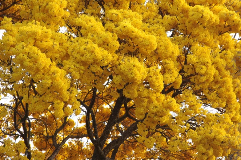 a large tree is full of yellow flowers