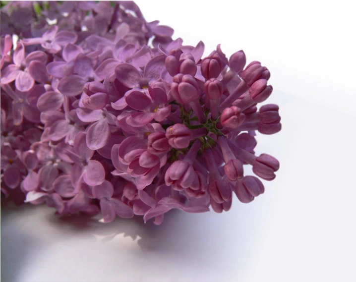 purple flowers, on a white background, appear to be very small