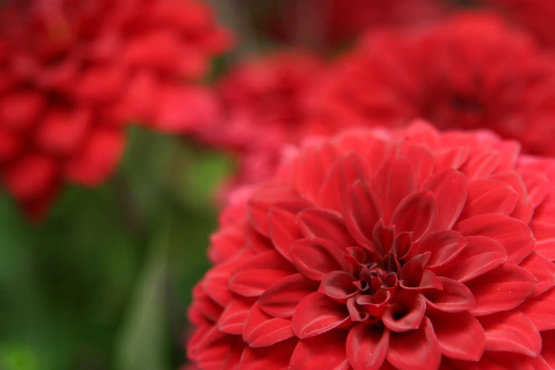 red flowers are in a field and one flower has petals open