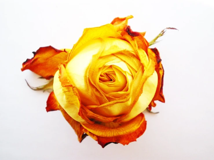 an orange flower with yellow leaves