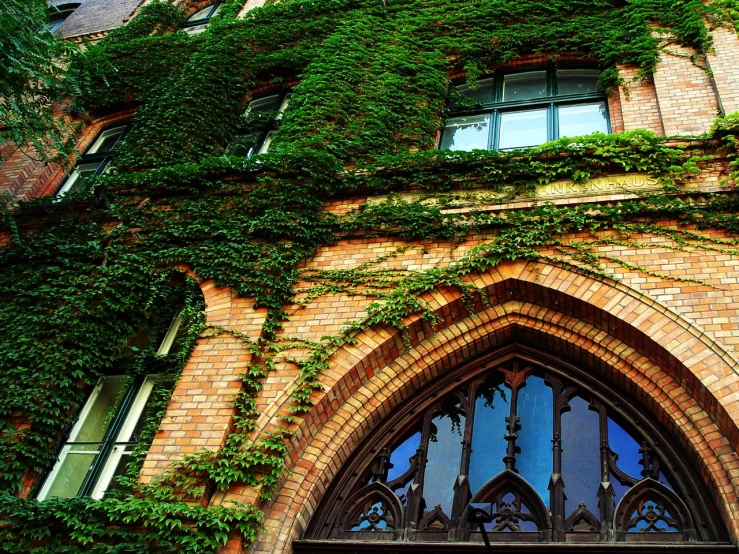 ivy growing on the outside of an old brick building