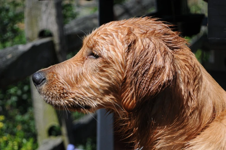 a brown dog is looking at soing while it sits