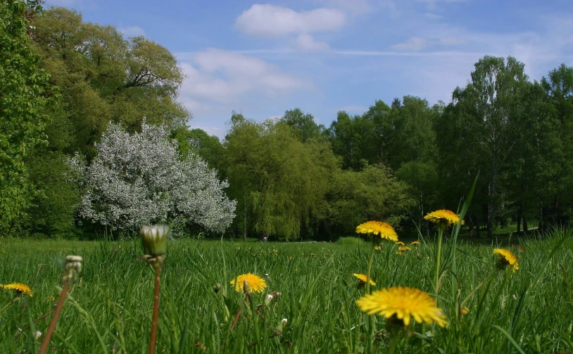 a field that has some yellow flowers in it