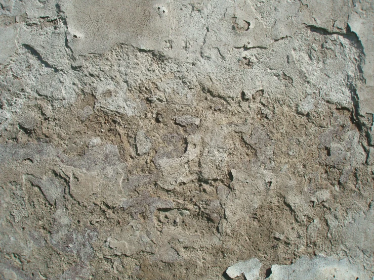 a dirt wall with small white objects at the top