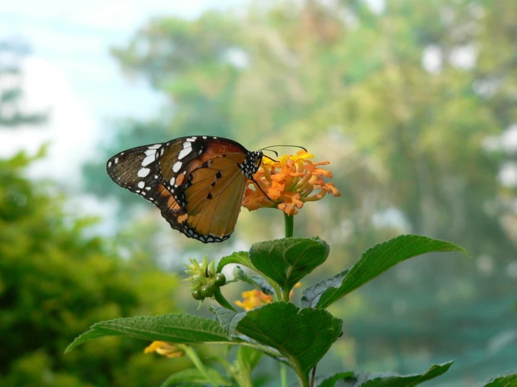 a yellow and black erfly is sitting on some orange flowers