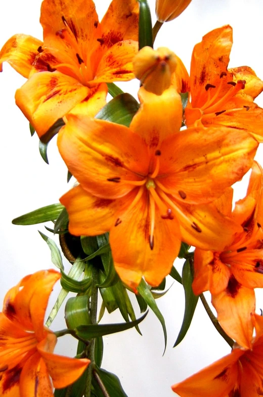 an orange flower in vase on table