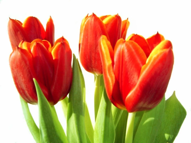 a group of red and yellow flowers are in the foreground