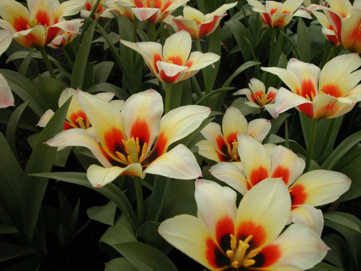 many beautiful white and yellow flowers in bloom