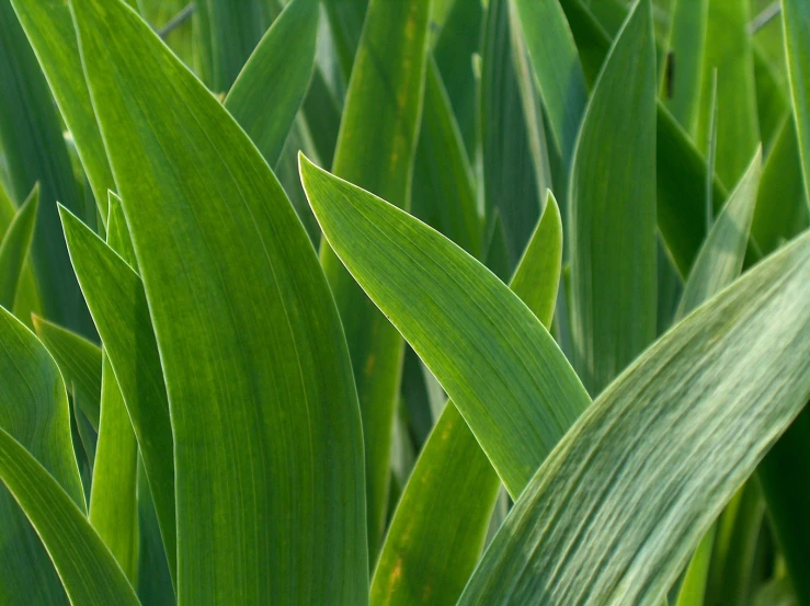 the leaves are spread across the picture and is green