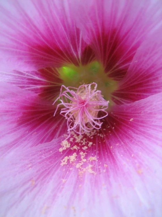 a close up view of the center of a pink flower