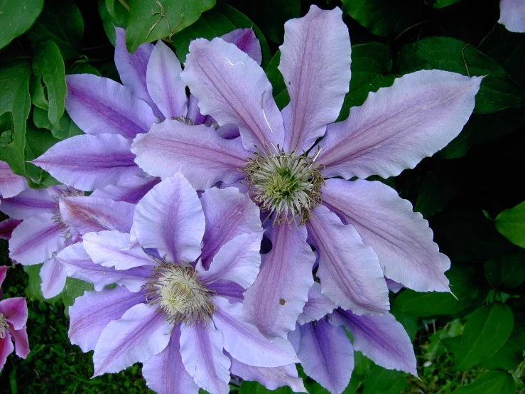 purple flowers with green leaves in the background