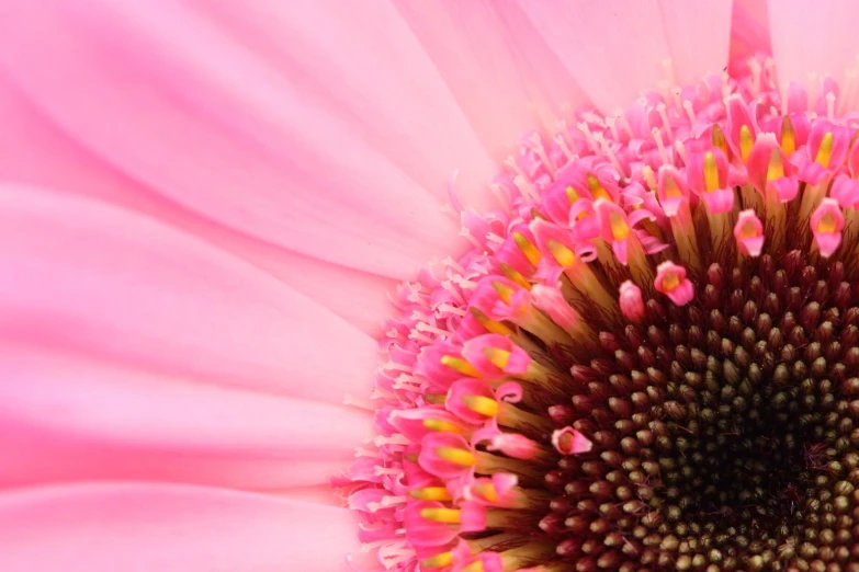 a large pink flower with many petals on it