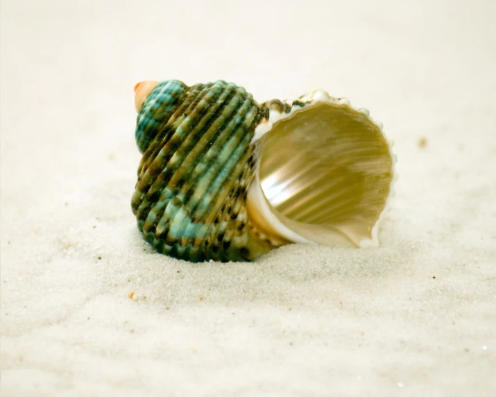 the seashell is empty on the sand