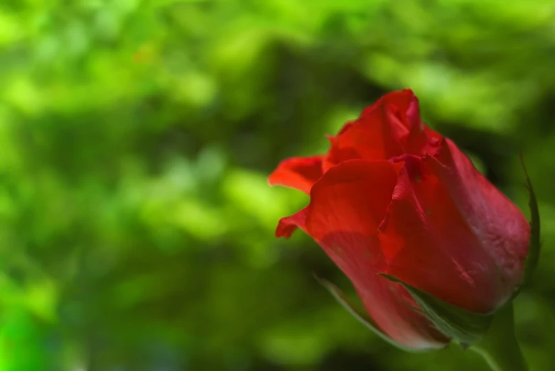 a red flower with green plants in the background