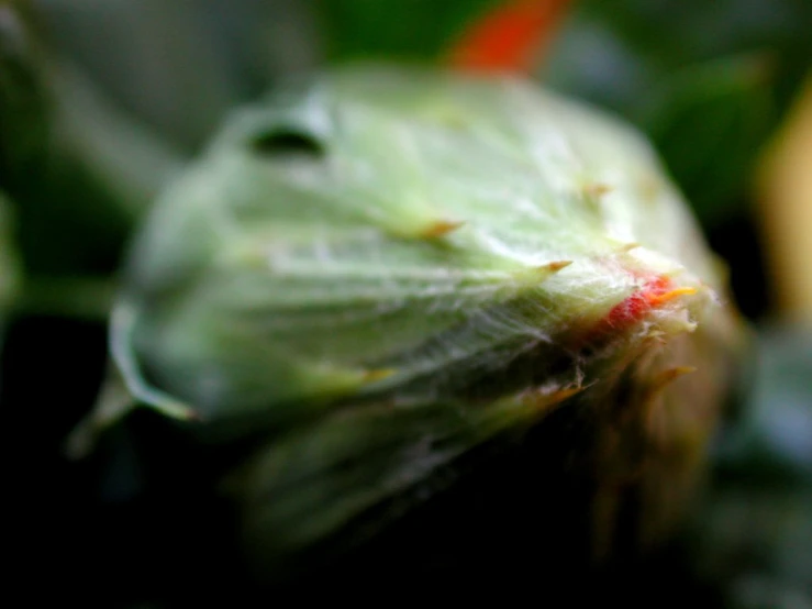 the top part of a flower that has buds growing