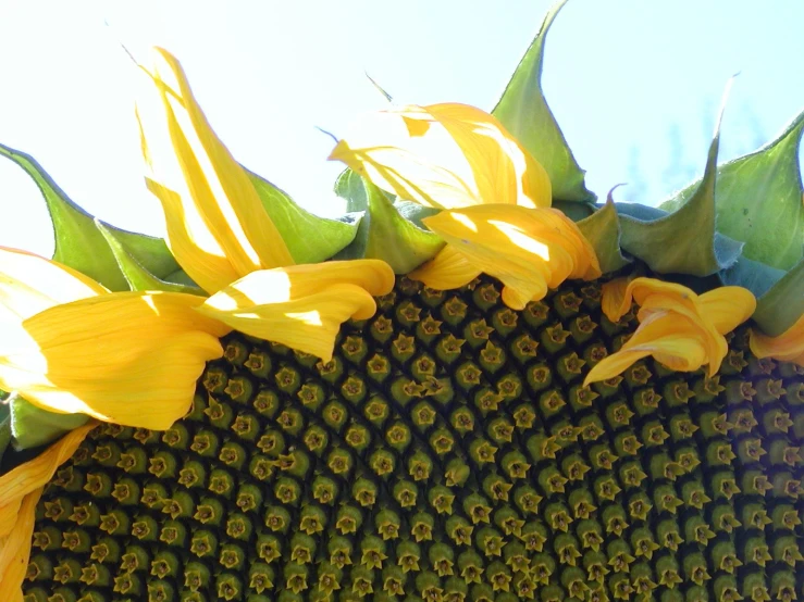 a big sunflower is shown with a lot of petals