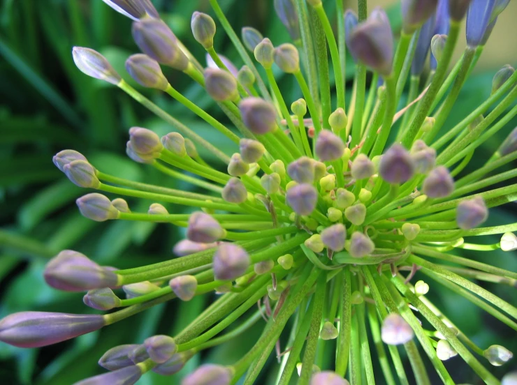 there is a close up po of some flowers