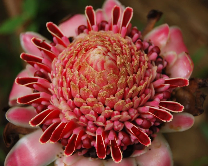 a close - up view of a pink flower with lots of yellow tips