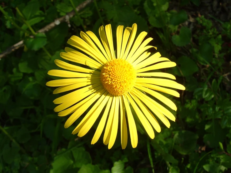 a single yellow flower sitting in front of greenery