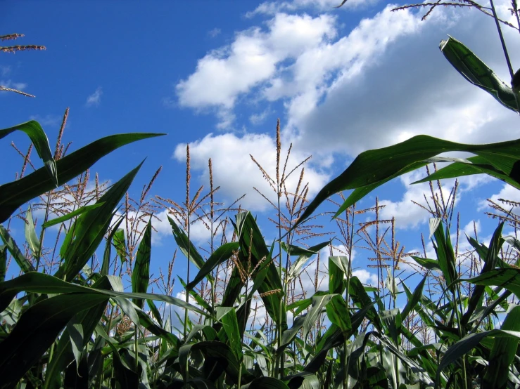 a blue sky with clouds above a field of green and red plants