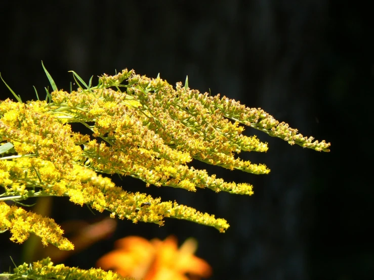 a tree is covered in yellow flowers and small leaves