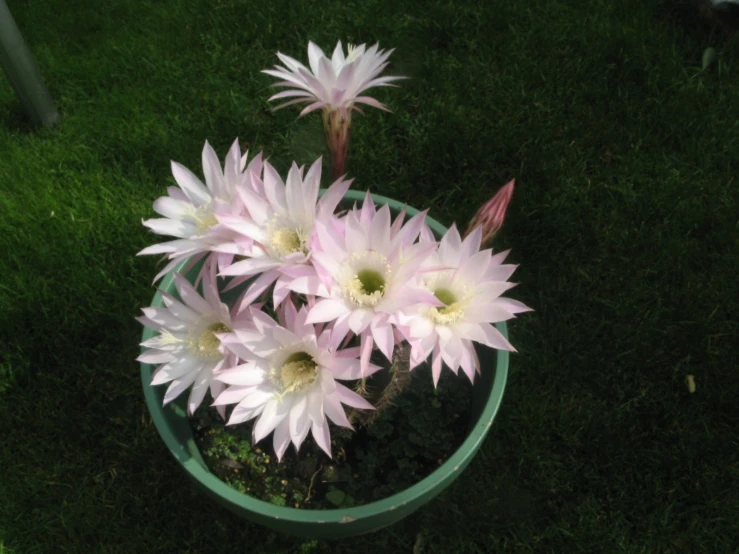 a small white flower that has it's flowers wilting