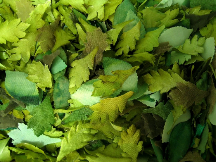 many green leaves are grouped together and ready to be cut up
