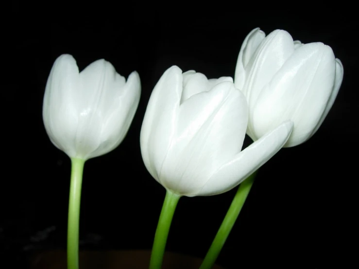 three white flowers are in a black vase