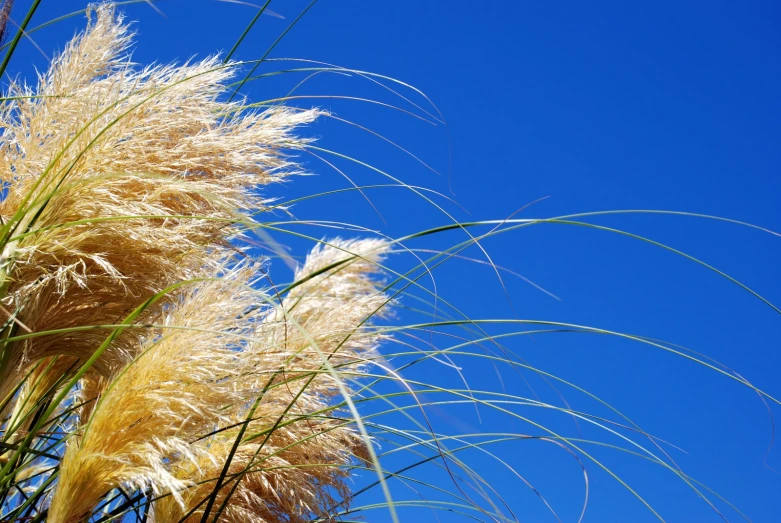 tall dry grasses are in full growth on a clear day