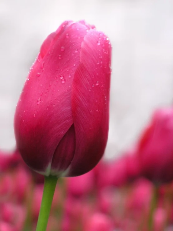 a flower in the foreground with water drops on it