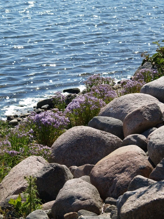 flowers grow among rocks near the water in this picture