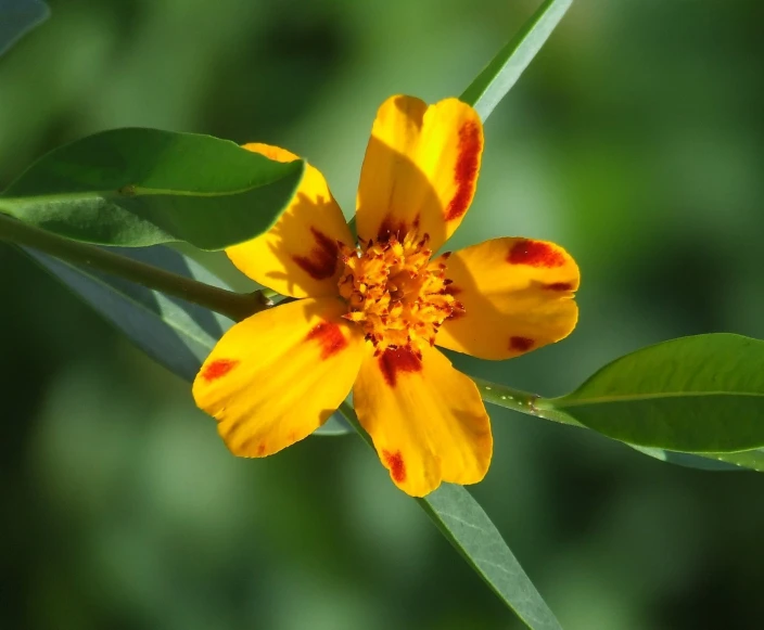 a yellow flower with a red and white stripe