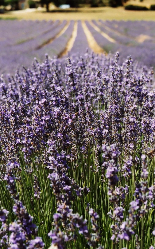 lavender is blooming everywhere and grows for long time