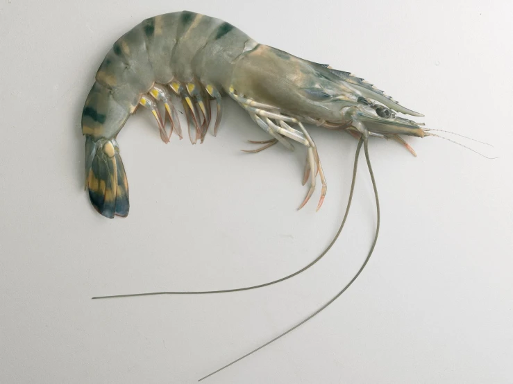 a shrimp with two wings on a white surface