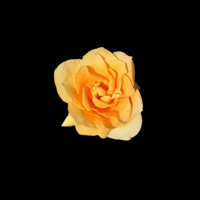 the flower is blooming orange and yellow in the dark