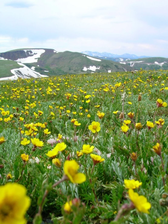 a field with many yellow flowers and mountains in the background