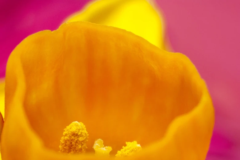 an orange flower with two yellow centers