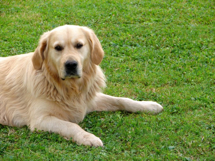 a yellow dog is laying in the grass